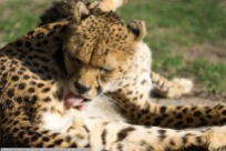 Sudan_Gepard-ZooLD-2016_02_06-01623