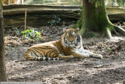 Tiger-ZooLD-2016_02_06-01147