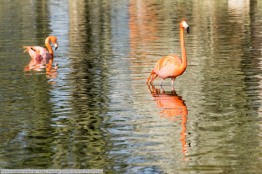 Kuba_Flamingo-ZooHD-2016-02-27-04734