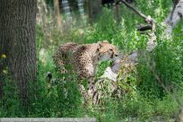 Gepard-ZooWien-2016_06_19-00960