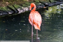 Flamingo-PairiDaiza-2017_09_01-65A02146