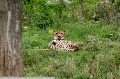 Gepard-PairiDaiza-2017_09_01-65A01027