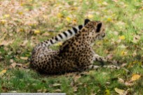 Gepard-PairiDaiza-2017_09_01-65A01086