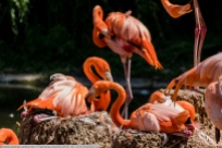 Flamingo-ZooHD-2018_06_23-63A00282