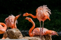 Flamingo-ZooHD-2018_06_23-63A00320