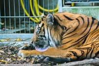 Tiger-ZooHD-2018_09_09-65A04352